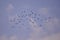 A large flock of wild pigeons flying in the summer sky. Columba palumbus birds in freedom