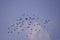 A large flock of wild pigeons flying in the summer sky. Columba palumbus birds in freedom