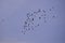 A large flock of wild pigeons flying in the summer sky. Columba palumbus birds in freedom