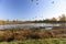 Large Flocks of Canadian Geese Resting and Staging During Their Annual Autumn Migration