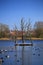 Large flocks of different water birds on a lake in Trelleborg