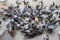 Large flocks of pigeons pecking eat on the floor.