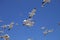 Large flocks of Yellow-legged gull, Larus michahellis, Essaouira, Morocco