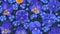 Large floral background with blue flowers Pansies and Forget-me-not on dark background