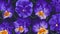 Large floral background with dark purple, blue flowers Pansies, Viola on dark background in desktop wallpaper for computer,
