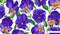 Large floral background with purple blue with yellow flowers Pansies, Viola in wallpaper