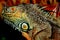 Large Florida Iguana Close Up with blurred background