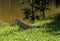 Large Florida Iguana on a Grassy Field