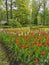 A large flower bed with colorful tulips on the background of trees and blue sky. The festival of tulips on Elagin Island in St.