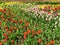 A large flower bed with colorful tulips on the background of trees. The festival of tulips on Elagin Island in St. Petersburg