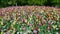 A large flower bed and colorful tulips in the Keukenhof park. Crane shot