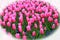 A large flower bed of Pink Tulips with Blue Verbena