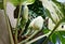 A large flower bud of a variegated Monstera Deliciosa Albo