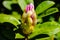 Large flower buds and green rhododendron leaves. Unopened rhododendron buds closeup