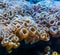 Large flower corals in closeup, stony coral specie from the caribbean sea, marine life background