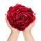 Large flower created from the petals of red tulips, glamelia, in female hands on a white background