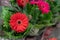 Large flower gerbera red fresh natural. Indoor flowering gerbera in pots. Spring sale of flowering potted plants, gerbera blossom