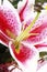 Large flower of natural pink lily with petals and pestle