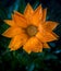 A large flower with orange petals