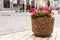 Large flower pot with blooming red geranium.