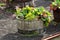 Large flower pot made of old wooden vine barrel with Bergenia or Elephant eared saxifrage flowering plant growing on top of old