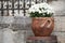 Large flower pot with white chrysanthemums. Sale of flowers