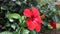 Large flower of red hibiscus Hibiscus rose sinensis swinging in the wind on green leaves natural background.