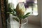 a large flower of royal white protea with green leaves, stands in a glasses vase against the backdrop of the