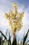 Large flower spike of a Yucca plant