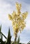 Large flower spike of a Yucca plant