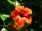 Large flower in summer sunshine