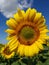 Large flower of sunflower with bees