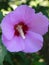 Large flower with violet petals and a white core, shot close-up