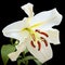 Large flower of a white lily. Hybrid. Isolated on black background