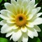 Large flower with white petals and a yellow center on green leaves. Generative AI