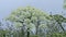 Large flower in white umbel, called `AngÃ©lique`, on a foggy day, in the mountains