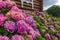 Large flowerbed with beautiful hydrangea flowers