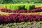Large flowerbed with coleus