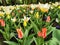 A large flowerbed with colorful red-white and white-pink tulips, muscari on a spring day. The festival of tulips on Elagin