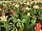 A large flowerbed with colorful red-white and white-pink tulips, muscari on a spring day. The festival of tulips on Elagin