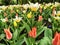 A large flowerbed with colorful red-white and white-pink tulips, muscari on a spring day. The festival of tulips on Elagin