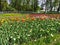 A large flowerbed with colorful tulips on a sunny spring day against the background of trees. The festival of tulips on Elagin