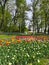 A large flowerbed with colorful tulips on a sunny spring day against the background of trees. The festival of tulips on Elagin