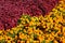 Large flowerbed with marigolds and coleus