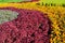 Large flowerbed with marigolds and coleus