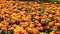 Large flowerbed orange flowers