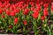 Large flowerbed of red tulips in park at spring
