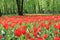 Large flowerbed of red tulips in the spring garden
