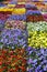 Large flowerbed of violets of different colors