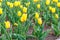 Large flowerbed of yellow tulips in park at spring